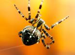 SPIDERS Garden orb spider - Chris Maguire